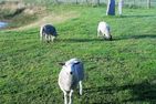  Diek Humptrup - 