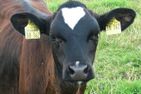  Diek Humptrup - 