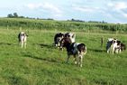  Diek Humptrup - 