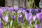  Kleiner Austernfischer Husum - 