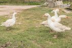  Ferienhaus Geest auf Föhr Föhr - 