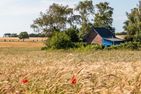 Haus am Feld Ostseebad Ahrenshoop - Landschaft