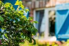  Haus am Feld Ostseebad Ahrenshoop - Dekoratives Detail