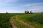  Haus am Feld Ostseebad Ahrenshoop - Landschaft