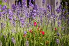  Traumzeit Ostseebad Ahrenshoop - Garten