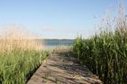  Strandmuschel Born auf dem Darß - Landschaft