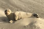 Haus Seeigel Ferienwohnung Stranddistel Norderney - 