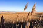  Strandidyll Ostseebad Ahrenshoop - Landschaft