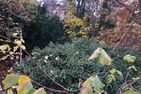  Ferienhaus Black Beauty Wernigerode - 