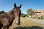  Haus Inselurlaub Hausteil 2 Oevenum - 