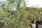  Voa Crestas 7 (715 He) Lenzerheide - 