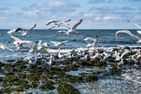  Helene - Sylt Westerland - 