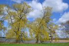  Storchennest Sternberg/Warin - Landschaft