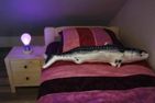  Mittsommer Greetsiel/Krummhörn - Schlafzimmer