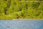  (1) Graues Sommerhaus in Schweden am See mit Boot Smaland - 