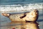  Nina Norden/Norddeich - 