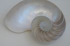  Nautilus Greetsiel/Krummhörn - Dekoratives Detail
