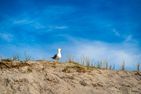 Strandhaus Düne19 Strandhaus Düne 19 - Gelassenheit Ostseebad Dierhagen - Strand