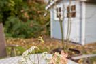  Am Deich Greetsiel/Krummhörn - Garten