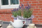  Ostfriesenhuus Greetsiel/Krummhörn - Terrasse