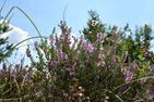Haus Seewind HS23 Cuxhaven Sahlenburg - 