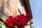  Landhaus Timmi Midlum - 