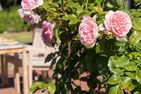  Reethus Glücklicher Matthias Hausteil Waasterlun Oldsum - 