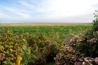  Wattperle Rantum - Meerblick
