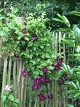 Haus Friesentraum Wohnung Nr. 5 u. 6 Tide Werdum - 