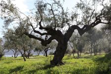 Landschaft