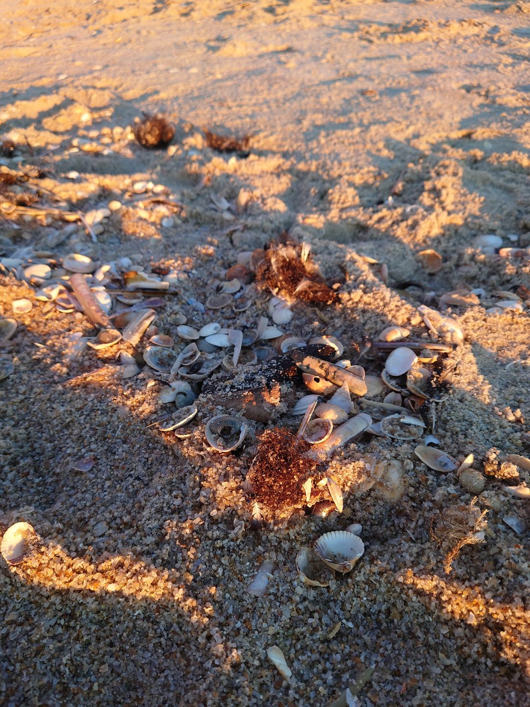 Nach heftigen Stürmen lassen sich am Strand nicht nur Muscheln einsammeln