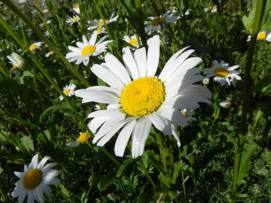 Haus Nordlicht Ferienwohnung *Bi Strun* Nebel auf Amrum - Blume im Garten der Ferienwohnung Bi Strun Nebel auf Amrum