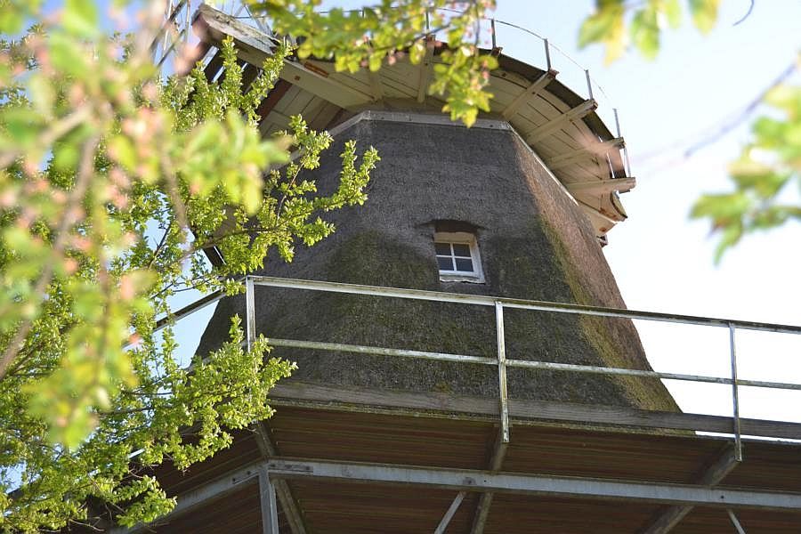 Foto 21 Ferienwohnung Ostfriesland Krummhörn & Greetsiel Uttumer Mühle: Daike buchen