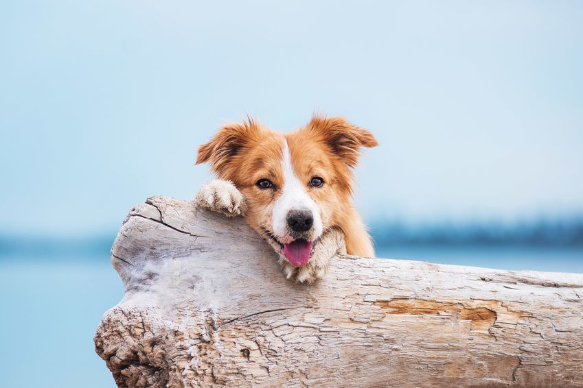Hunde Spaziergang