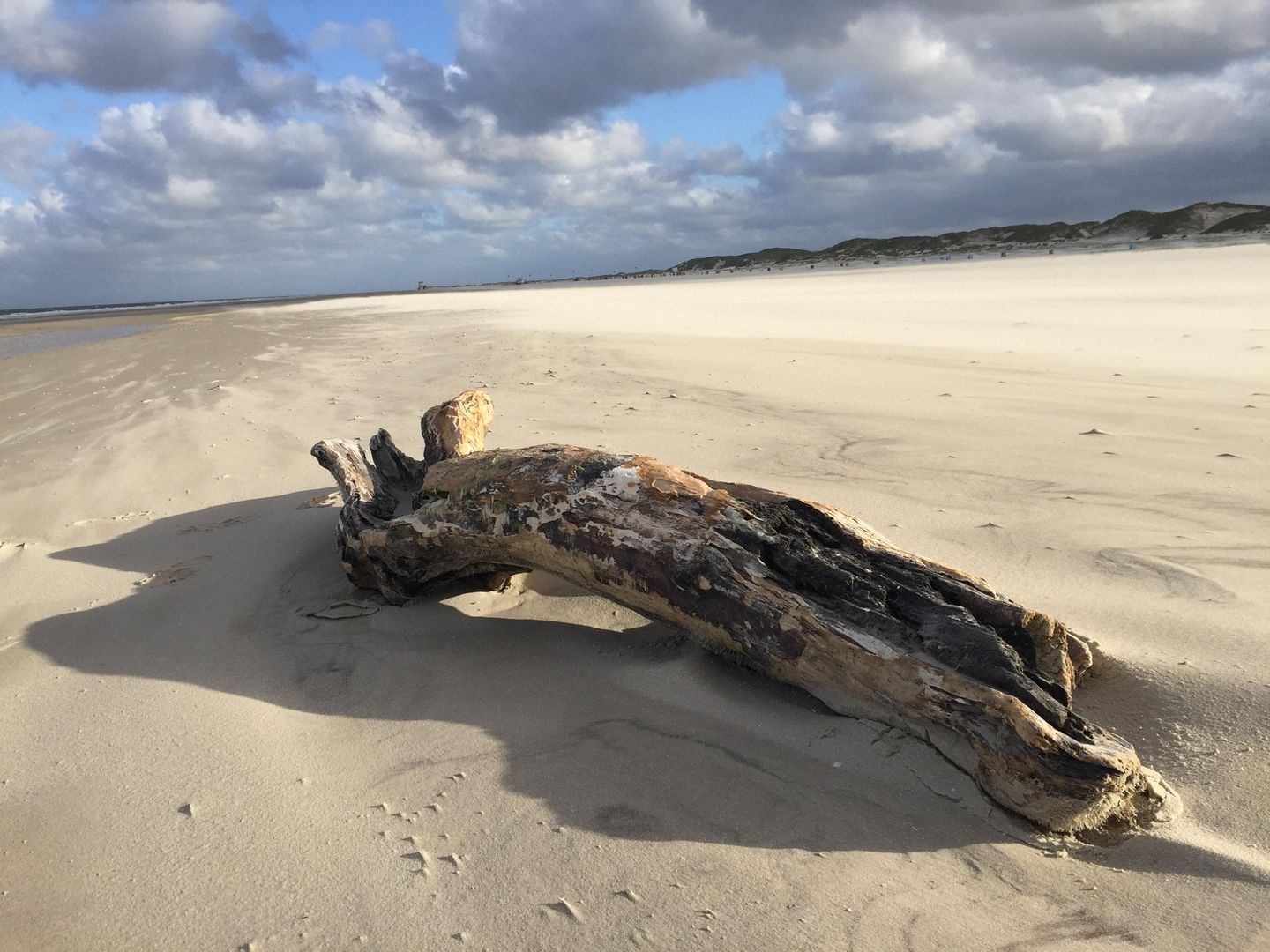 Treibgut auf dem Kniepsand, dem Strand der Nordseeinael Amrum