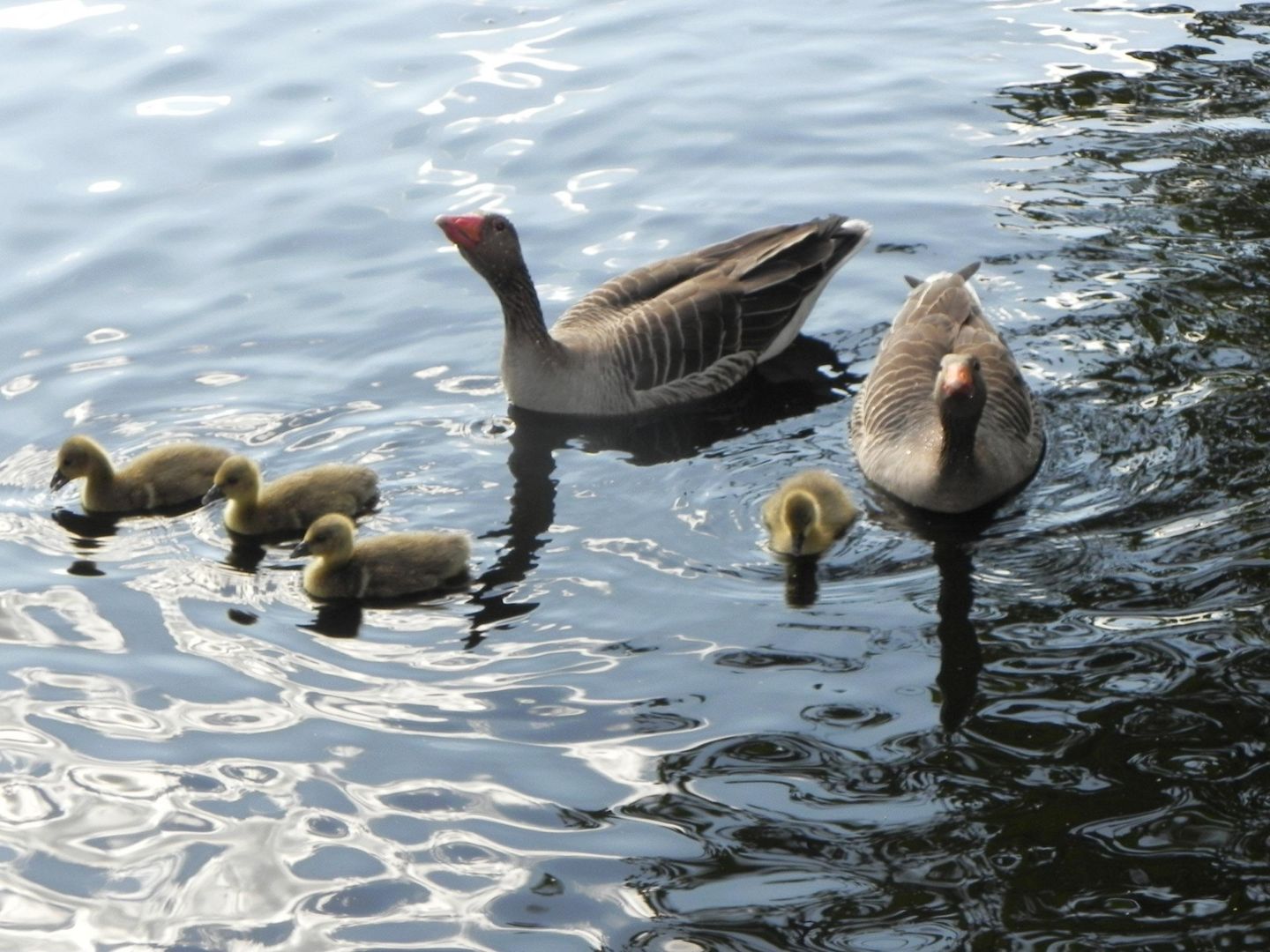Gänepaar mit Gänseküken in der Vogelkoje Meeram in Nebel auf Amrum.