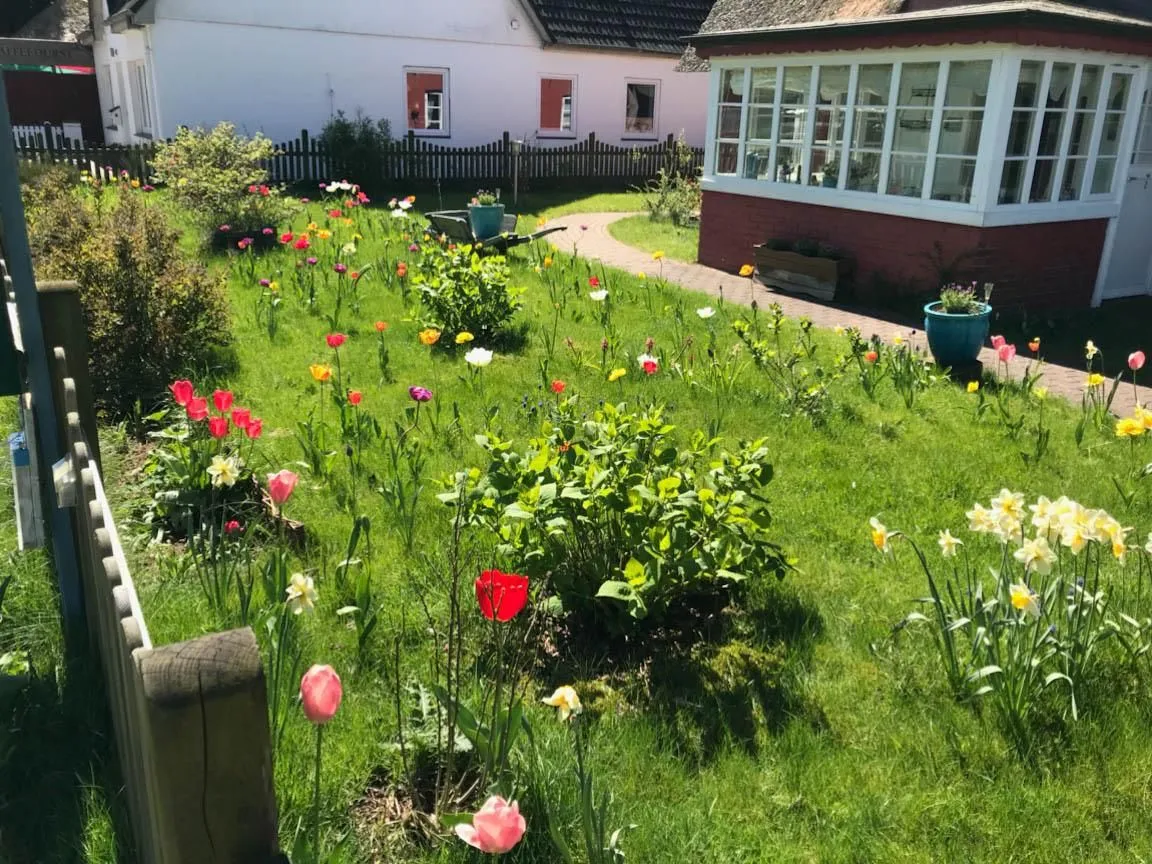 Hüs Sanskiin Ferienwohnung *Hopelfask* Süddorf auf Amrum - Tulpengarten am Hüs Sanskiin in Süddorf auf Amrum