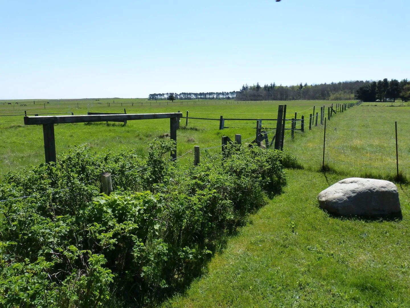 Haus Pesel Ferienwohnung *Reetblick* Norddorf auf Amrum - Blick über die Wiesen an der Ferienwohnung Reetblick in Norddorf auf Amrum