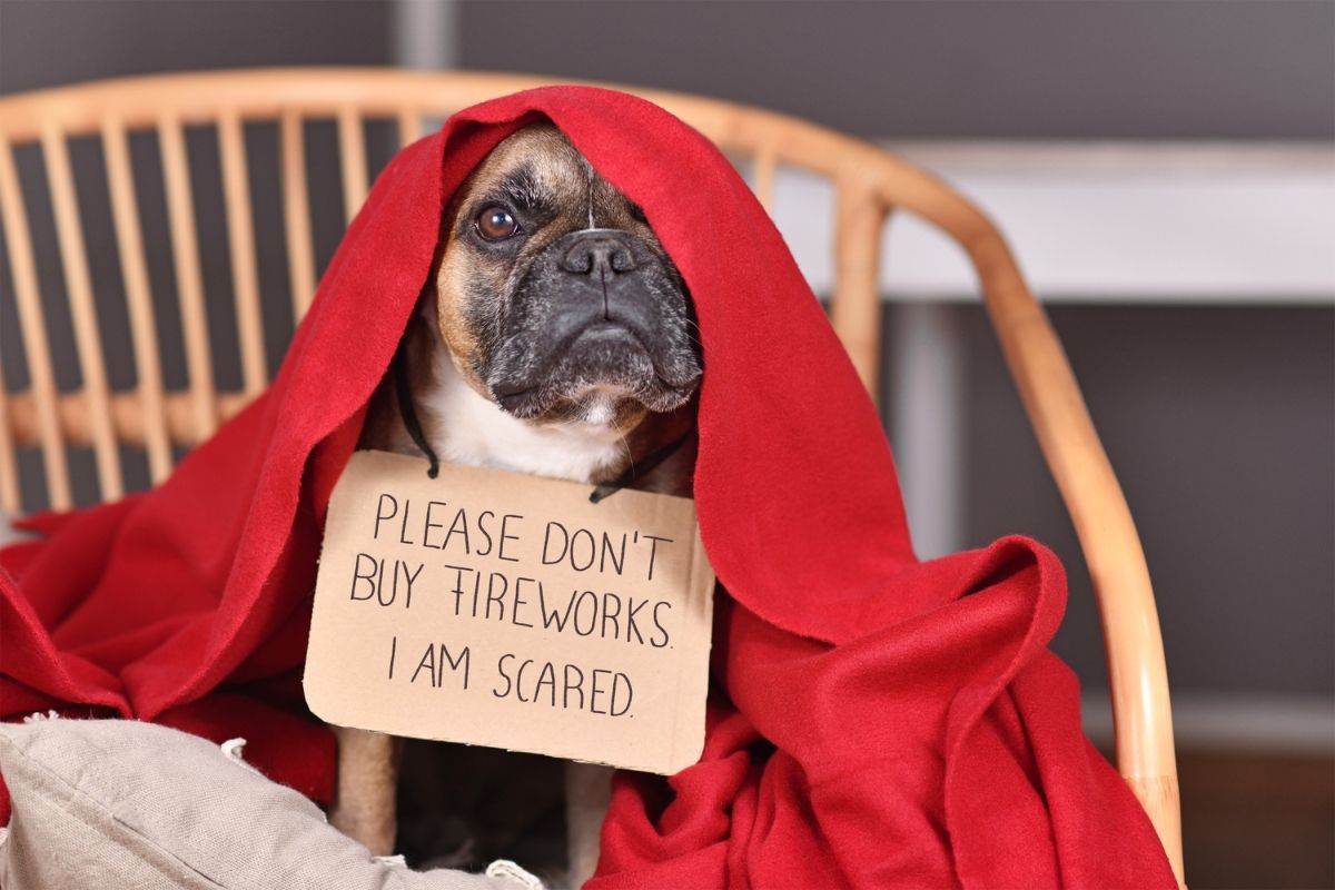 Hund mit dem Schild: please don't buy fireworks i am scared