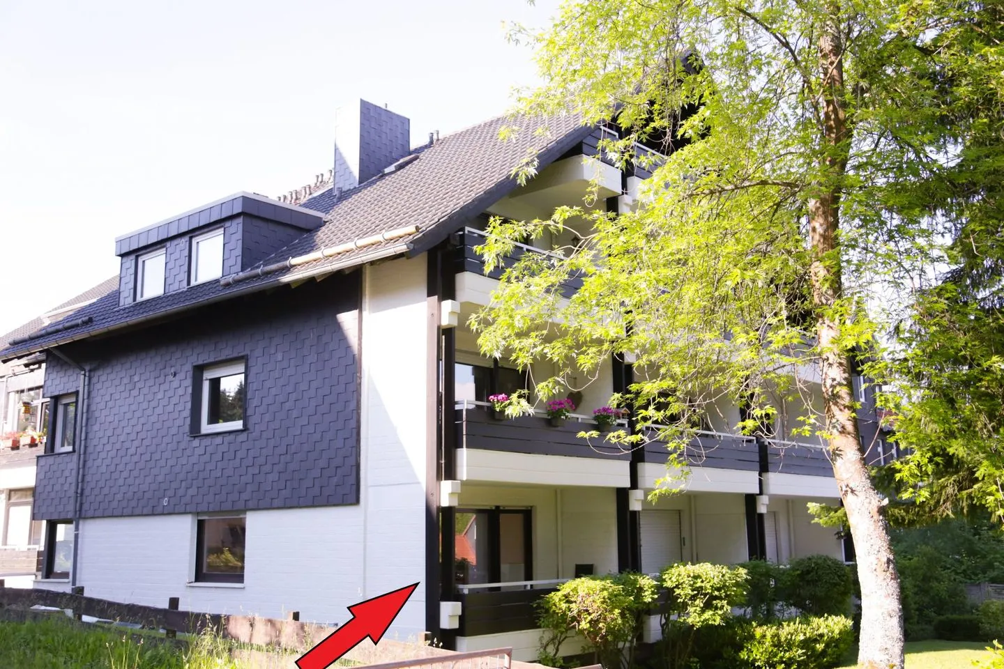 Berg-Klee Hahnenklee - Hauptansicht