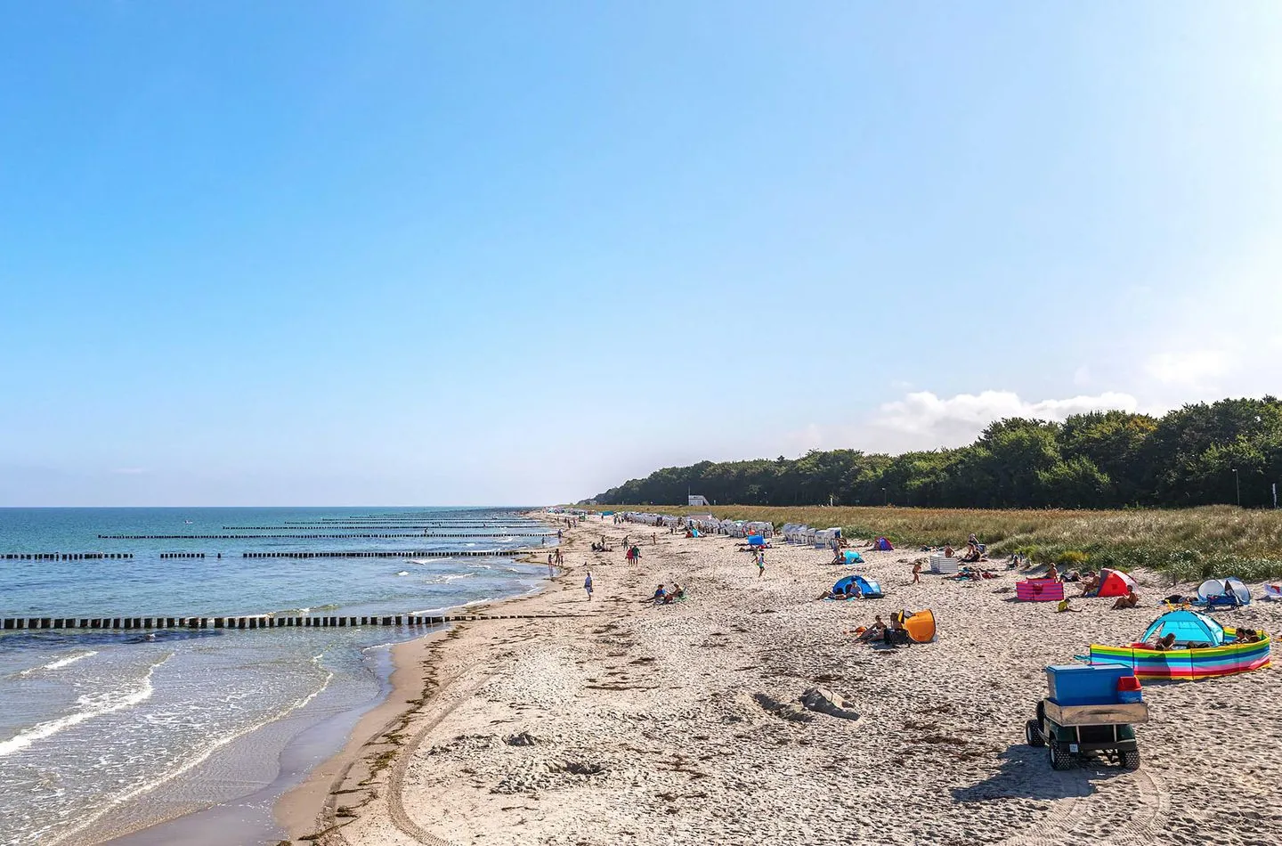  Deichrose Zingst - Strand