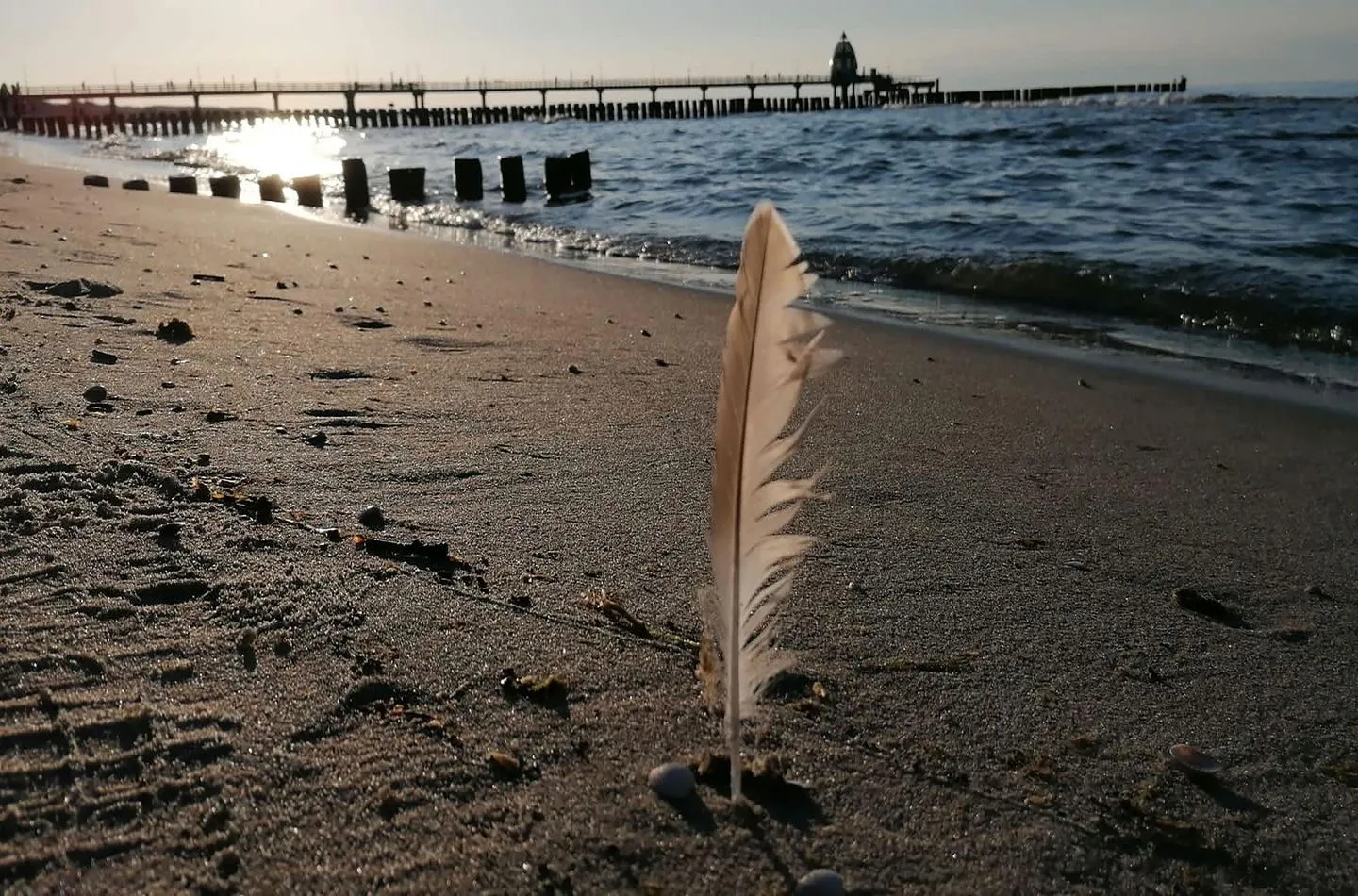  Strandrose Zingst - Strand