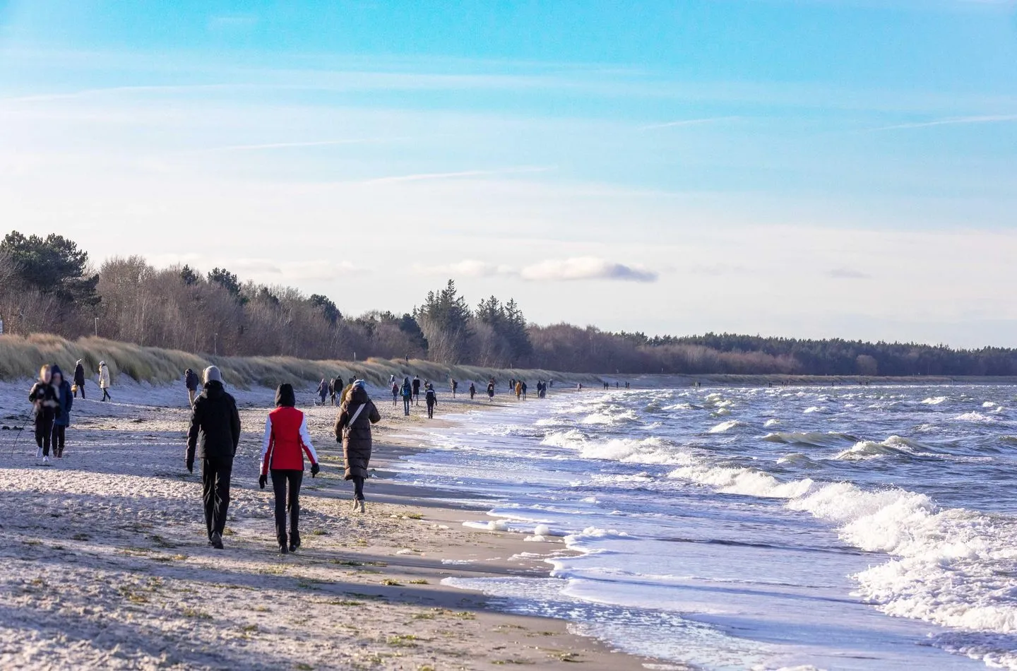  Strandrose Zingst - Strand