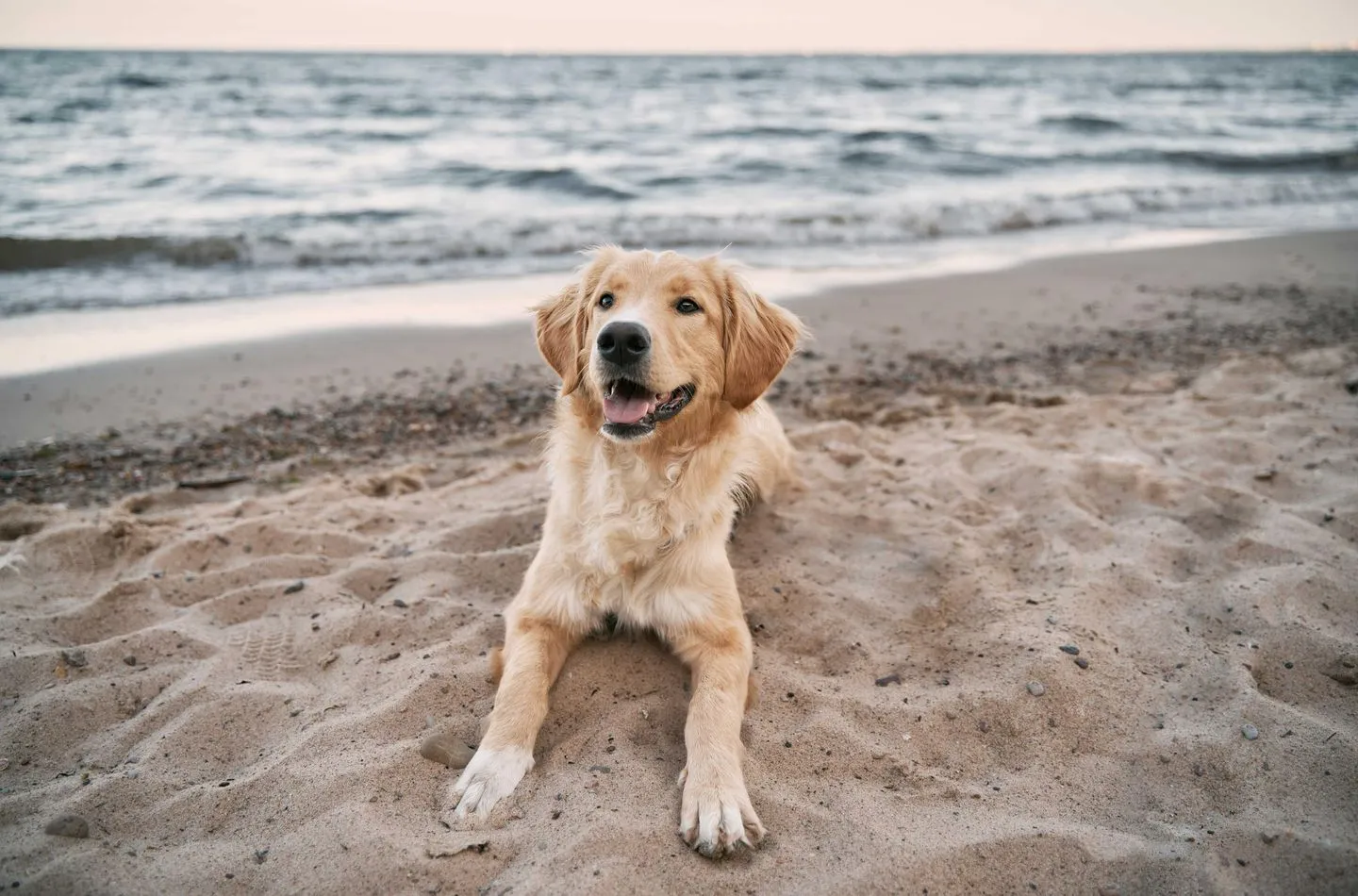  Seehund Zingst - Sport / Aktivitäten