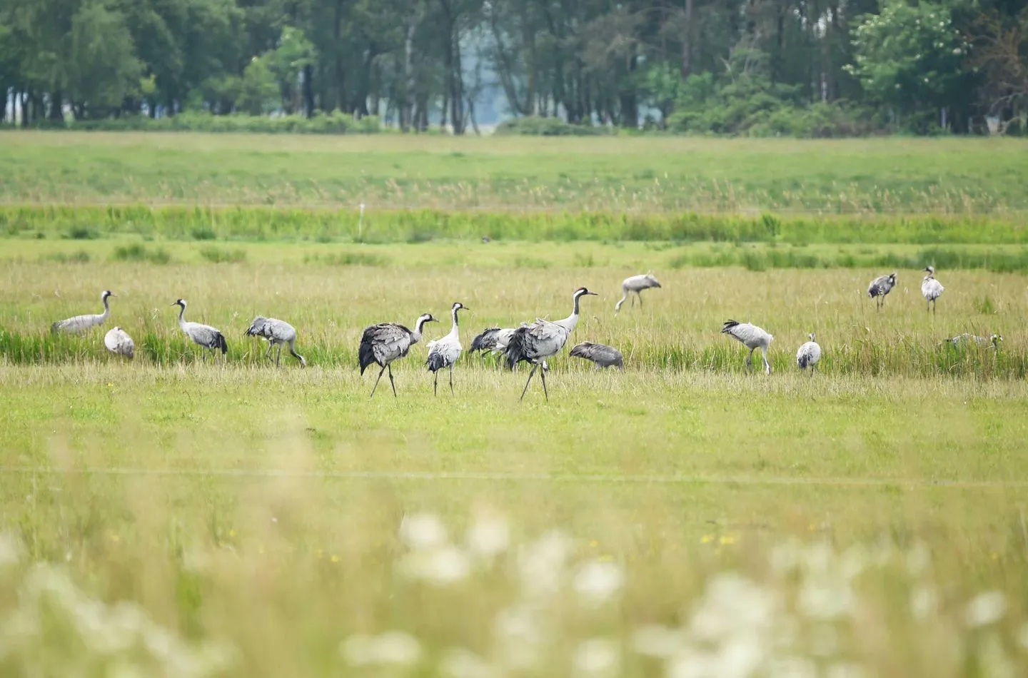 Boddenzauber Wustrow - Landschaft