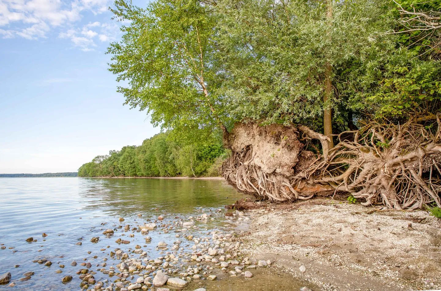  Kranichrast Röbel / Müritz - Strand