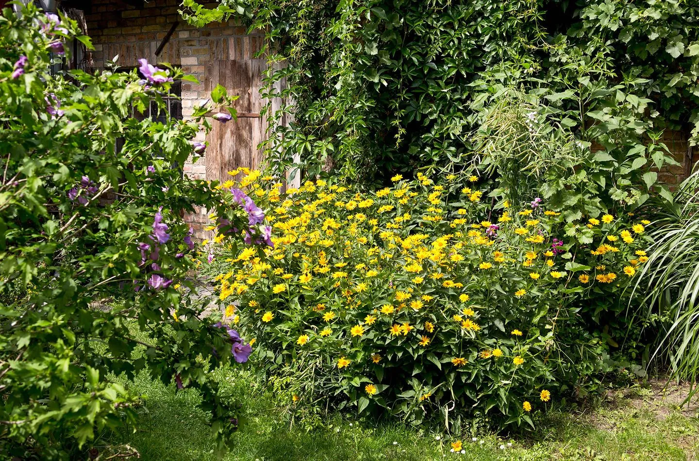  Gänseblume Waren (Müritz) - Gartenblick