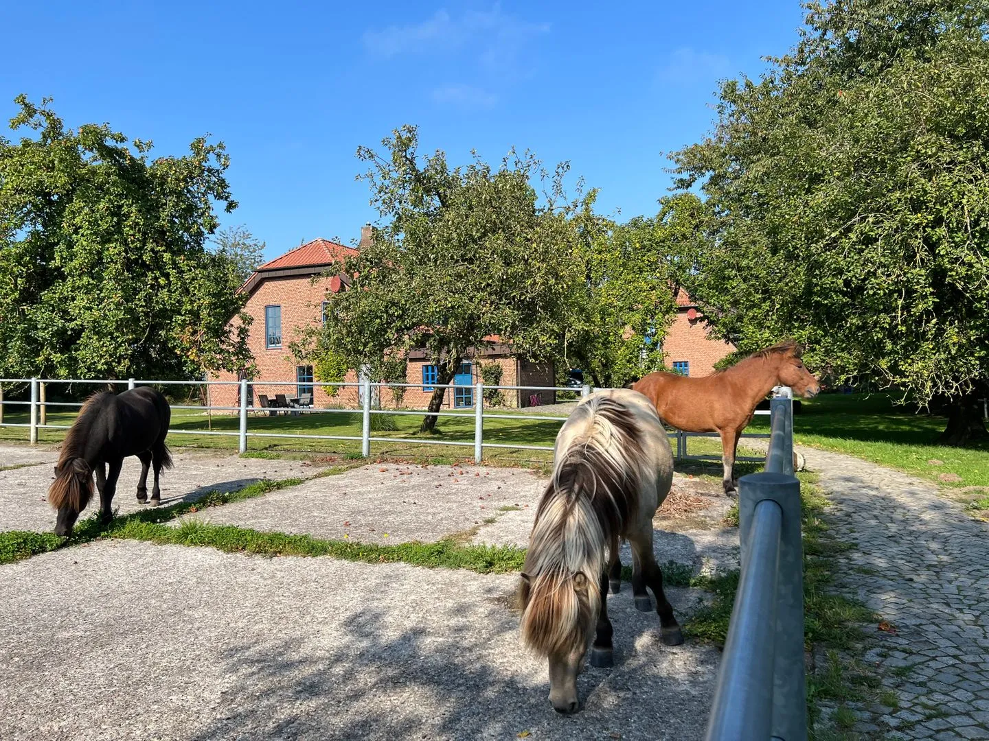 Ferienwohnung Vidja - Ferien auf dem Islandpferdehof für bis zu 4 Personen Osterbyholz - Landschaft