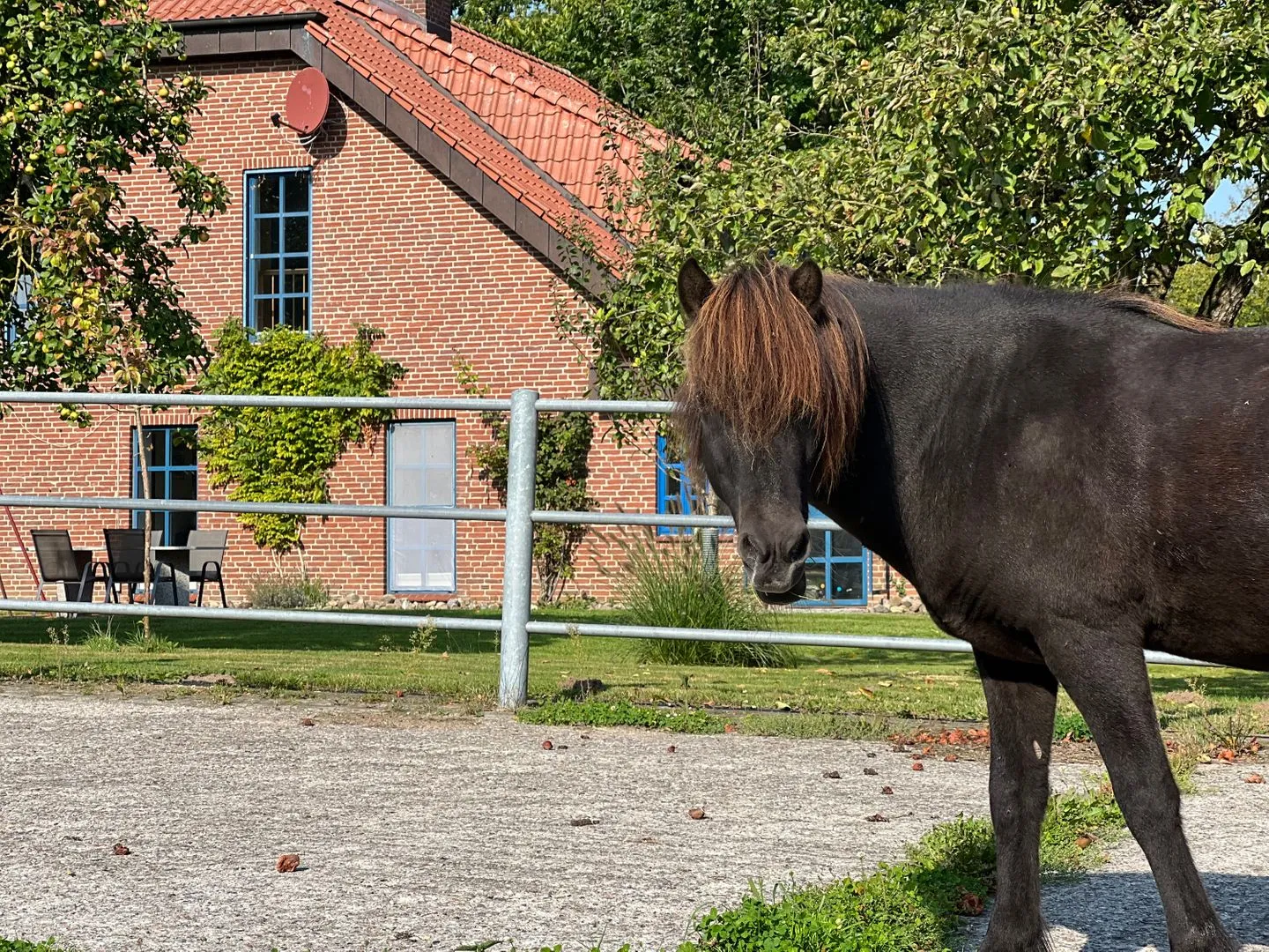 Ferienwohnung Vidja - Ferien auf dem Islandpferdehof für bis zu 4 Personen Osterbyholz - Nachbarschaft