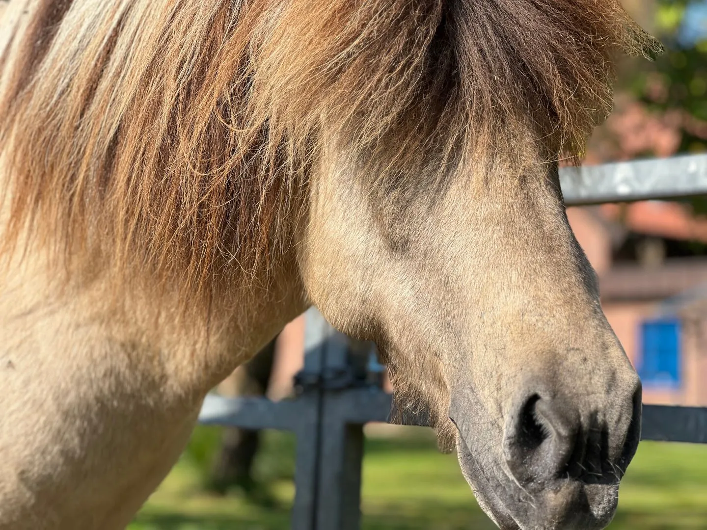 Ferien auf dem Islandpferdehof - Ferienhaus Gandur für bis zu 7 Personen Osterbyholz - Dekoratives Detail
